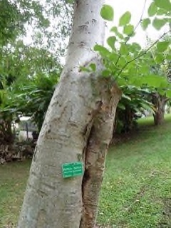 Millettia stuhlmannii Panga-panga, Partridge wood